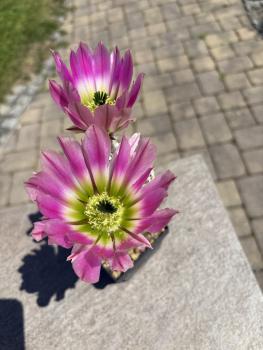 Echinocereus ctenoides